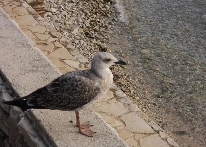 Holiday home Lavanda 1 By Interhome